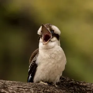 Mum... I am hungry! A Juvenile Kookaburra is calling for its Mother Mum... I am hungry! A Juvenile Kookaburra is calling for its Mother