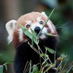Munchy Munch