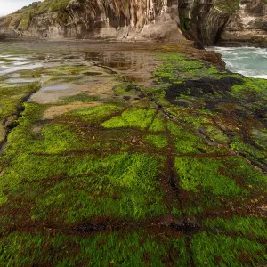 Muriwai beach