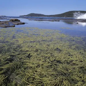 Murramarang National Park, Pebbly Beach, New South Wales, Australia