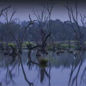 Murray River, Billabong, Dawn reflections, Victoria, Australia Murray River, Billabong, Dawn reflections, Victoria, Australia