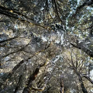 Myrtle-beech trees (Nothofagus cunninghamii), low angle view Myrtle-beech trees (Nothofagus cunninghamii), low angle view
