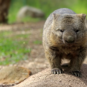 Nacktnasenwombat, (Vombatus ursinus)
