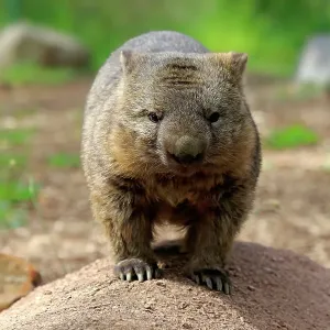 Nacktnasenwombat, (Vombatus ursinus) Nacktnasenwombat, (Vombatus ursinus)