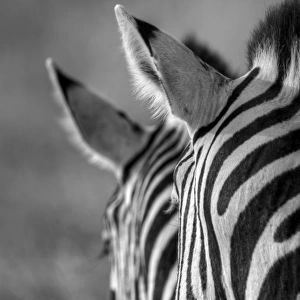 Namibian safari zebra patterns b&w