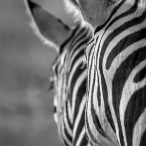 Namibian safari zebra patterns b&w