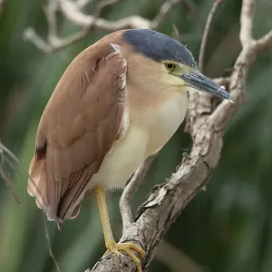 Nankeen Night Heron Print