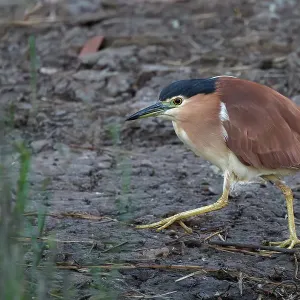 Nankeen Night Heron