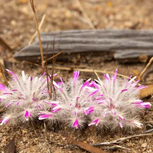 Narrowleaf Mulla Mulla Narrowleaf Mulla Mulla