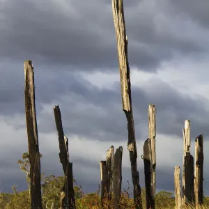 Scheyville National Park NSW Australia Print