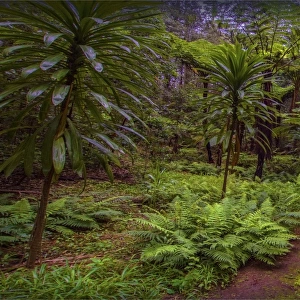 Natural temperate rainforest with Palms and tree-ferns, located on the Idyllic Norfolk Island in the Pacific Ocean