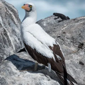 Nazca or Masked Booby, Espanola Island, GalAapagos