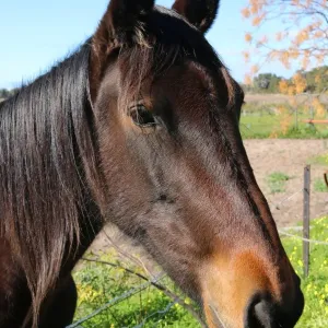 Neighbours horse Gypsy being inquisitive nad looking for a snack
