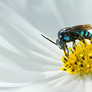 A Neon Cuckoo Bee on a cosmos flower
