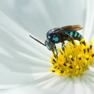 A Neon Cuckoo Bee on a cosmos flower A Neon Cuckoo Bee on a cosmos flower