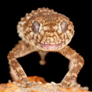 Nephrurus sheai theda