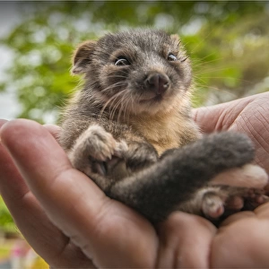 New-born ring-tailed Possum