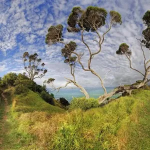 New Zealand Christmas tree (Metrosideros excelsa) near Russell
