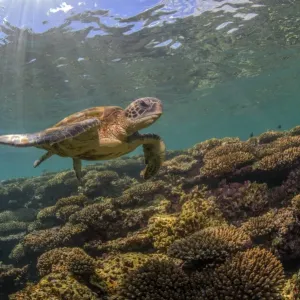 nice reef turtle