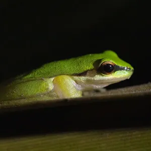 Northern Dwarf Tree Frog Print Northern Dwarf Tree Frog Print