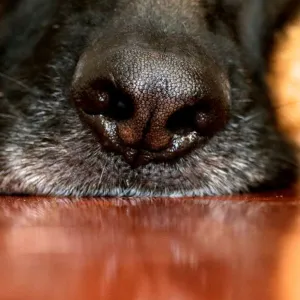 Nosey German Shepherd Dog