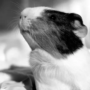Nosey Guinea Pig