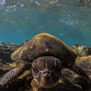 nosie turtle