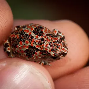 Notaden nichollsi Metamorph Print