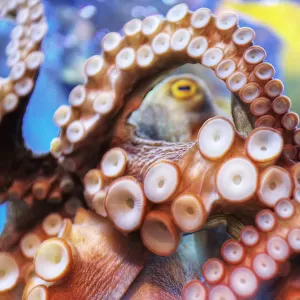 Octopus in Kuala Lumpur