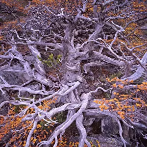 Old beech tree (Nothofagus gunnii)