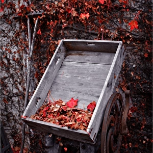 Old cart and red leaves in Autumn, Bright, Victoria, Australia