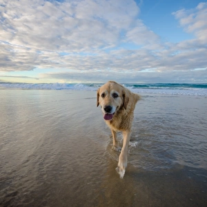 Old dog on the beach
