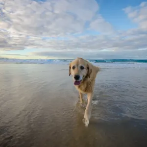 Old Dog on the Beach Print