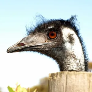 Old emu Old emu