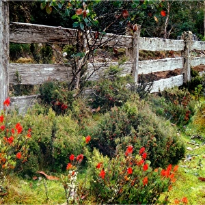 Old Post and rail fence-line in the Cradle Mountain National park, Central Tasmania