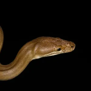 Large Olive Python Print from Kimberley in Western Australia
