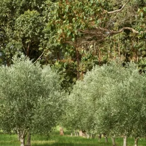 Olive Tree Olive Tree