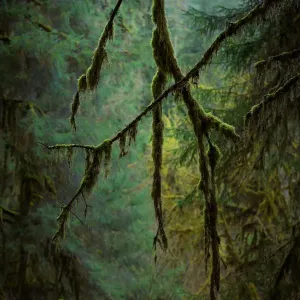 Olympic National Park, WA, USA Olympic National Park, WA, USA
