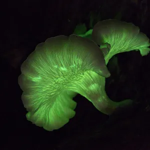 Omphalotus nidiformis, or ghost fungus