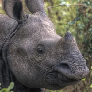 One-horned rhinoceros Chitwan National Park, Nepal