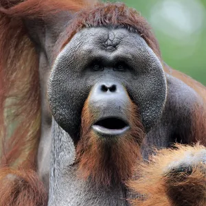 Orang Utan, (Pongo pygmaeus)