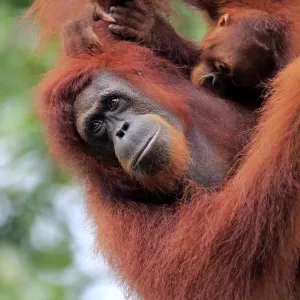 Orang Utan, (Pongo pygmaeus) Orang Utan, (Pongo pygmaeus)
