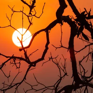 Orange Colored Sunrise with silhouetted tree branches through the smoke haze
