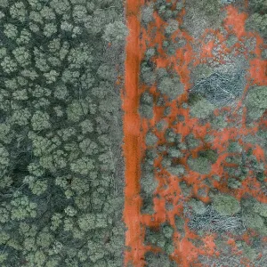 Orange coloured dirt road crossing through a forest photographed from a drone point of view, Queensland, Australia