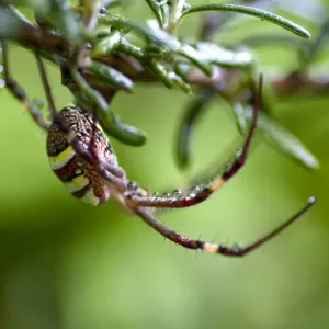Orb Spider