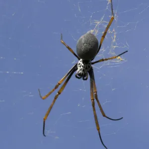 Orb spider, Lord Howe Island, majestic and scenically wonderful, is part of New South Wales, Australia Orb spider, Lord Howe Island, majestic and scenically wonderful, is part of New South Wales, Australia