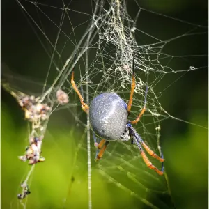 Orb spider, Lord Howe Island, majestic and scenically wonderful, is part of New South Wales, Australia Orb spider, Lord Howe Island, majestic and scenically wonderful, is part of New South Wales, Australia