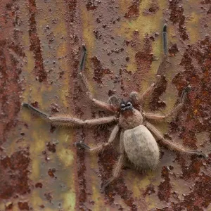 An orb spider on a rusty surface