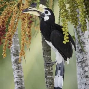 Oriental Pied Hornbill (Anthracoceros albirostris)