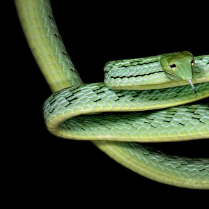 Oriental Whip snake